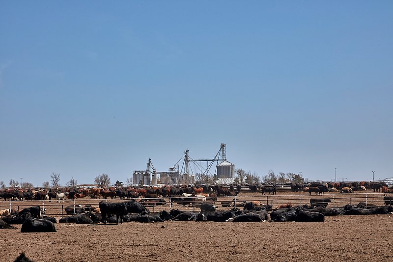 South Dakota: A Pillar in America’s Beef Industry