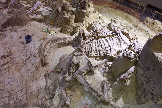 South Dakota’s Mammoth Site Career: The Coolest Path in Paleontology