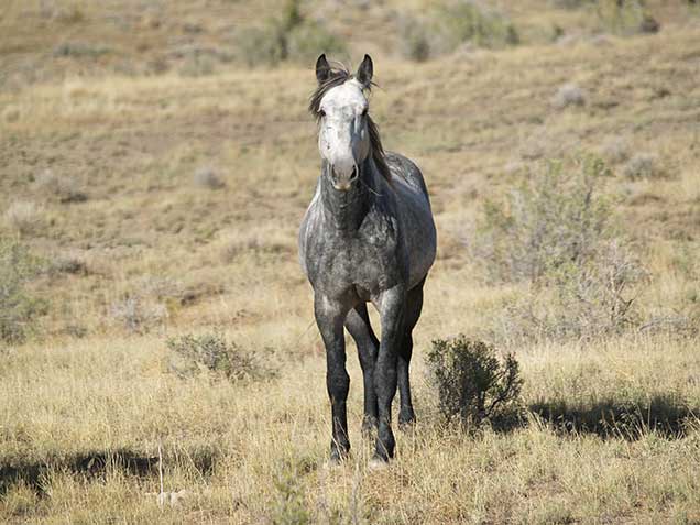South Dakota Ranchers Celebrate Victory as Federal Charges Dropped