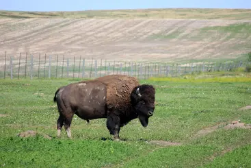 American Bison in South Dakota