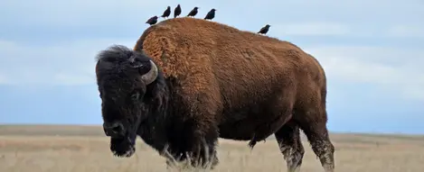 American Bison